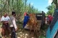 Ibu di Situbondo Lapor Polisi Sapi Hilang, Ternyata Pelaku Anak Sendiri