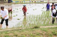 Didampingi Khofifah, Jokowi Tanam Padi di Kabupaten Tuban 