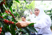 Khofifah Puji Habis Kopi Arabika Bondowoso,  Begini Katanya
