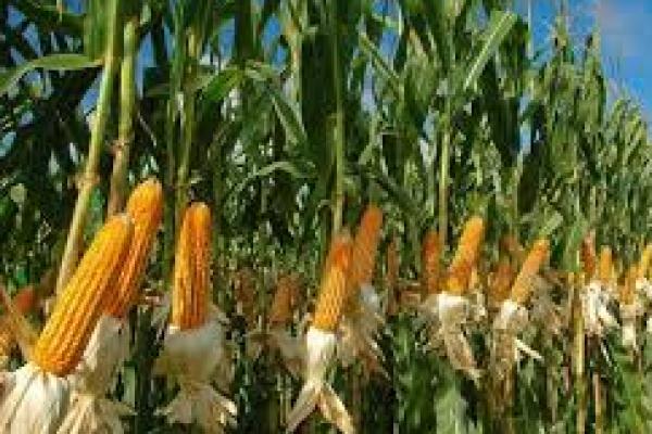 Bicara Jagung, Jawa Timur Juaranya