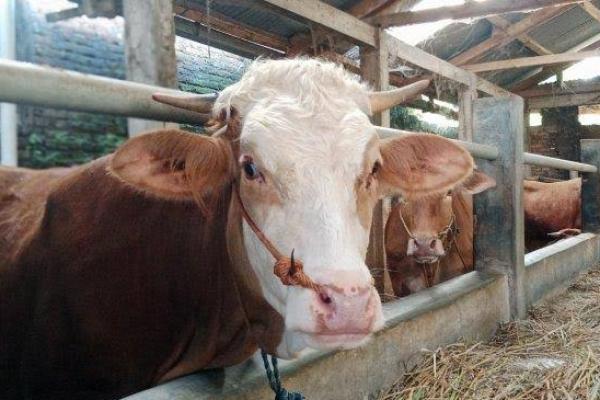 Peternak Sapi Jatim Diminta Siaga 1 Hadapi Wabah PMK