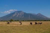 Menjelajah Baluran, Rasa Afrika di Ujung Timur Pulau Jawa